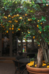 Mantas Petruškevičius dekoras