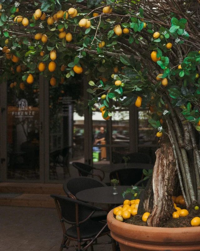 come and enjoy spring while it’s springing! book a table - link in our bio!

🍋 FIRENZE 🍋

#restoranas #bisteccheria #winebar #firenzevilnius #itališkasrestoranasvilnius #vilniusrestaurants